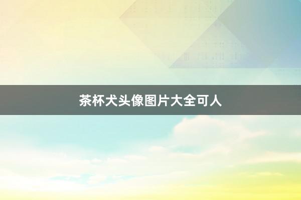 茶杯犬头像图片大全可人